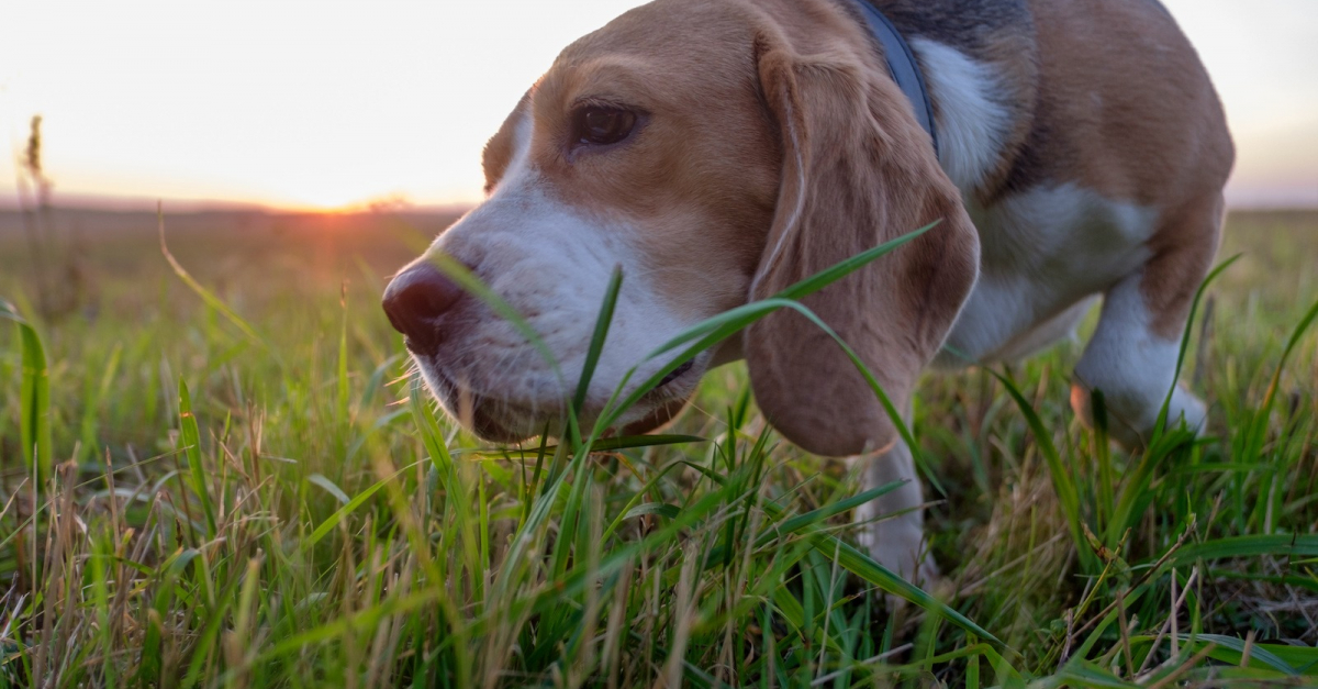 Mon chien mange de l