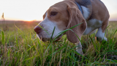 Illustration : "Mon chien mange de l'herbe"