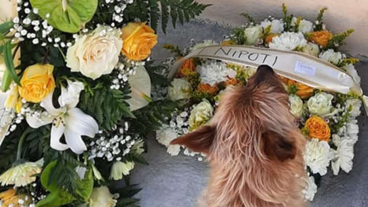 Tous les jours, ce chien parcourt plus de 3 kilomètres