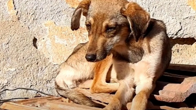 Illustration : "Un chiot errant et affamé va petit à petit reprendre goût à la vie en retrouvant amour et sécurité"