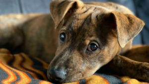 Illustration : "20 photos réconfortantes de chiens qui retrouvent leur joie de vivre grâce à l'adoption"