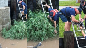 Illustration : "Un petit chien pris au piège par les flots d'une rivière attend désespérément l'aide des pompiers (vidéo)"