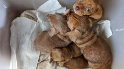 Illustration : "Un homme découvre une boîte sur son perron et y trouve 5 chiots abandonnés"