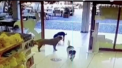 Illustration : "Des chiens malins s'organisent pour s'introduire et cambrioler un magasin de jouets"