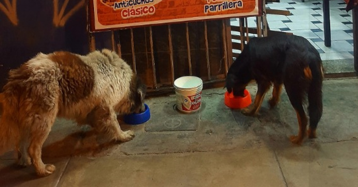 https://www.chien.fr/assets/img/000/578/og-image/un-restaurateur-avec-le-cur-sur-la-main-prepare-chaque-jour-des-repas-pour-les-chiens-errants-de-son-quartier.jpg
