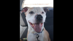Illustration : "Le chien le plus âgé du refuge est enfin adopté et il ne peut s’empêcher de sourire sur le chemin qui le mène à sa nouvelle maison (vidéo)"