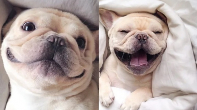 Illustration : "14 photos de chiens dont la joie de vivre est fortement contagieuse"