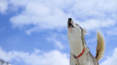 Illustration : "Mon chien fait le loup"