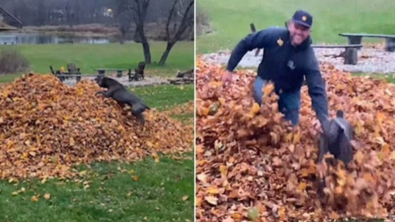 Illustration : "Un chien sauve son maître d’un immense tas de feuilles, dans lequel il avait disparu (vidéo)"