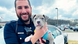 Illustration : "Un chiot errant et blessé a été retrouvé par un policier et cette rencontre va changer sa vie"