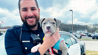 Illustration : "Un chiot errant et blessé a été retrouvé par un policier et cette rencontre va changer sa vie"