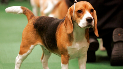 Illustration : 4 000 Beagles victimes de maltraitance dans un élevage, un juge intervient