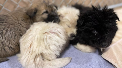 Illustration : "7 chiots sont découverts dans une décharge, transis de froid"