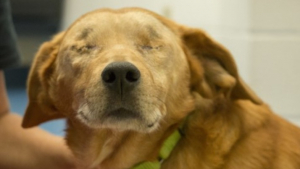 Illustration : "Rusty, un Beagle aveugle de 9 ans subit une double opération dans l'espoir de trouver une famille au grand coeur"
