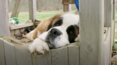 Illustration : "Un Saint-Bernard, abandonné pour une raison inconnue, obtient enfin sa chance de vivre une belle vie grâce à l’annonce postée par le refuge"