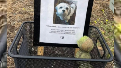Illustration : "Une jeune femme découvre un mémorial touchant pour un chien perdu et partage sa photo en ligne"
