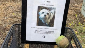 Illustration : "Une promeneuse s'émeut en découvrant un panier de balles de tennis et la photo d’un chien au bord de la route"