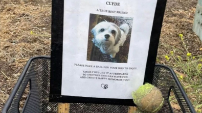 Illustration : "Une promeneuse s'émeut en découvrant un panier de balles de tennis et la photo d’un chien au bord de la route"