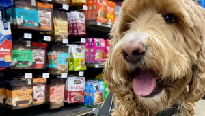 Illustration : "18 photos de chiens ravis d'aider leurs humains à faire les courses"