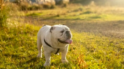 Illustration : "Les vétérinaires anglais alertent sur les problèmes de santé que connaissent les Bulldogs Anglais et encouragent à ne plus en acheter "