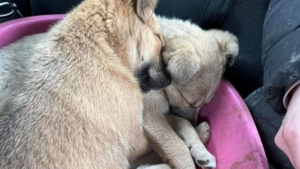 Illustration : "L’effusion de joie de 2 chiots recueillis par des bénévoles après avoir été sauvés de l'errance au bord d'une autoroute (vidéo)"