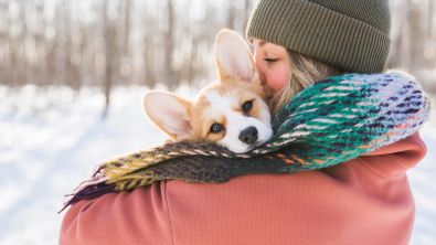 Illustration : "Protéger son chien du froid et de la neige"