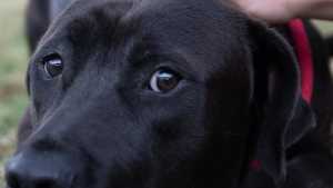 Illustration : "Après avoir recueilli un chien abandonné par ses maîtres, ce refuge a bien du mal à réparer son cœur brisé !"