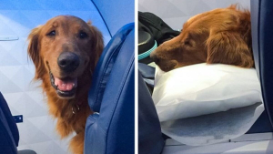 Illustration : "17 photos de chiens grâce auxquels les voyages dans les transports en commun deviennent plus plaisants"