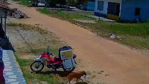 Illustration : "Une chienne profite de l’inattention d’un livreur pour s’emparer d’un plat savoureux (vidéo)"