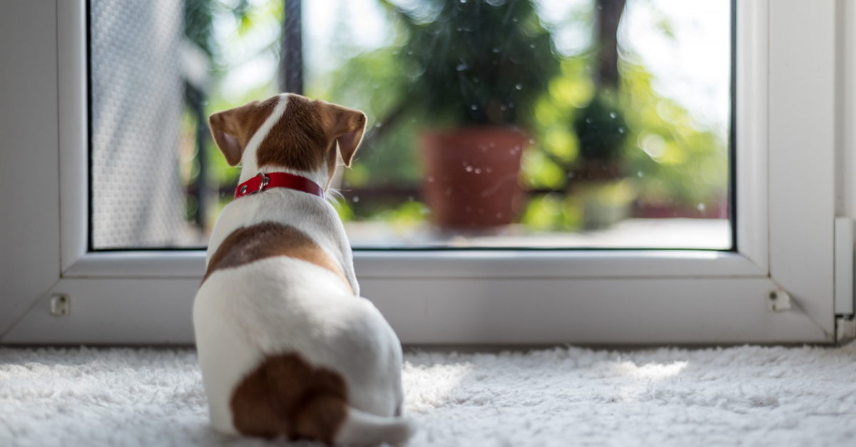 Protéger son chien des dangers intérieurs et extérieurs