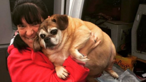 Illustration : "Une entraîneuse fitness pour chien découvre la photo d'un Beagle obèse de 28 kilos et décide de le prendre en main"