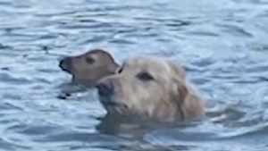 Illustration : "Sauvé de la noyade par un adorable chien, ce faon est reconnaissant envers son sauveur"