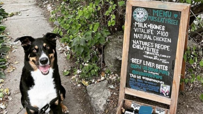 Illustration : Une amoureuse des chiens a créé un adorable café à l’avant de son jardin, pour les toutous assoiffés de son quartier