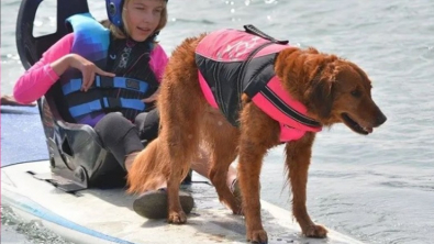 Illustration : Une chienne atteinte d’un cancer, a réussi à récolter près d’un million d’euros pour les personnes handicapées grâce à sa pratique d'un sport inédit