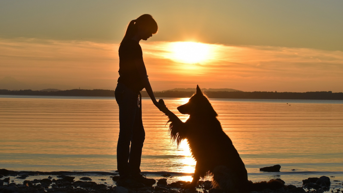 message pour deces chien