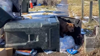 Illustration : "Vidéo : Un chien trouve refuge dans une poubelle et ose à peine en sortir quand quelqu’un vient pour l’aider"