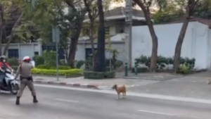 Illustration : "Un agent de la circulation arrête des voitures pour laisser deux chiens traverser en toute sécurité "