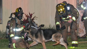 Illustration : "Un chien policier à la retraite risque sa vie pour sauver sa famille de l'incendie de leur maison"