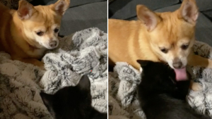 Illustration : "Cette vidéo adorable d’un chien et d’un chat casse les clichés de la rivalité entre les deux espèces"