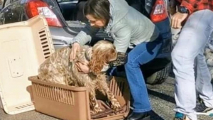 Illustration : "Maximos, un chien maltraité et abandonné trouve refuge auprès d'un couple bienveillant"