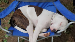 Illustration : "14 photos adorables de chiens qui ont perdu leur combat contre le sommeil"