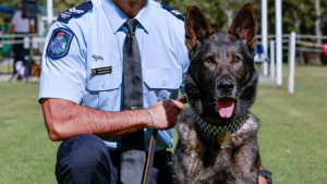 Illustration : "Après avoir frôlé le pire, ce chien policier héroïque est honoré d’un prix exceptionnel (vidéo)"