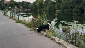 Illustration : "Un groupe d’adolescents bienveillants vient à la rescousse d’un Border-Collie, tombé dans une rivière"