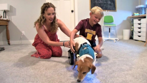 Illustration : "Ce garçon fabrique un fauteuil roulant pour le chien de sa maîtresse de CM2"
