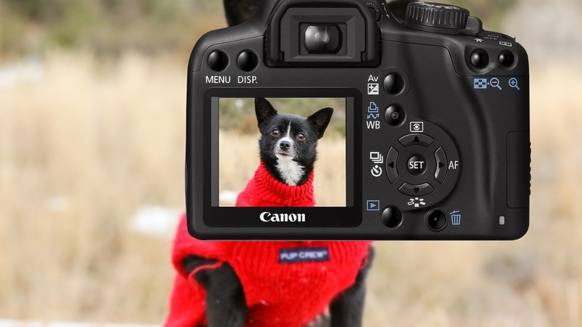 Casting pour animaux et si vous lanciez le vôtre dans l’aventure