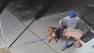 Illustration : "Une chienne âgée et une petite truie commencent une nouvelle vie, après avoir été abandonnées par leur propriétaire devant un refuge (vidéo)"