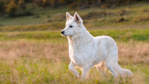 Illustration : "Berger Blanc Suisse"