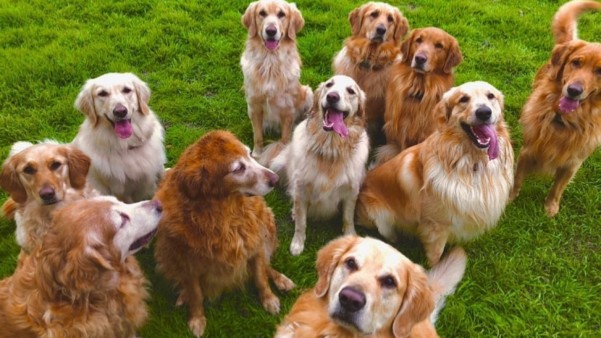 Vidéo Cet homme décide de garder toute une portée de chiots, et vit désormais avec 13 Golden