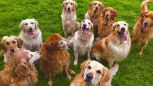 Illustration : "Vidéo : Cet homme décide de garder toute une portée de chiots, et vit désormais avec 13 Golden Retrievers adultes"