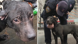 Illustration : "Un officier de police sauve un chien abandonné et en fait son partenaire"